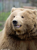 Brown Bear