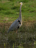 Great Blue Heron