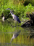 Great Blue Heron