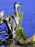 Great Blue Heron