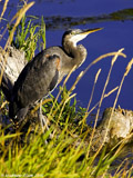 Great Blue Heron