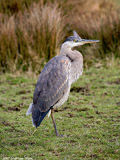 Juvenile Great Blue Heron