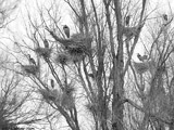 Great Blue Heron Rookery