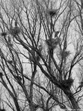 Great Blue Heron Rookery