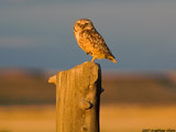 Burrowing Owl