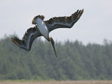 Brown Pelican