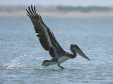 Brown Pelican