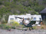 Brown Pelican