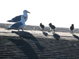 Baby Western Gulls