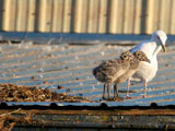 Baby Western Gulls
