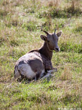 Big Horn Sheep