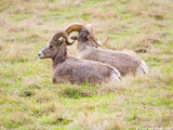 Big Horn Sheep