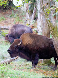 Bison