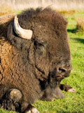 Bison