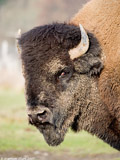 Bison