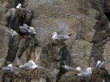 Black Legged Kittiwakes