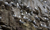 Black Legged Kittiwakes