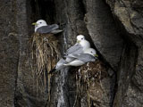 Black Legged Kittiwakes