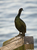 Brandt's Cormorant