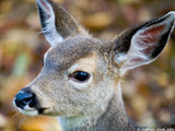 Black Tailed Deer