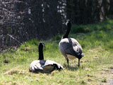 Canada Geese