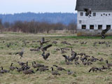 Cackling Geese