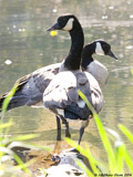 Canada Geese