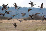 Cackling Geese