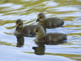 Canada Goslings