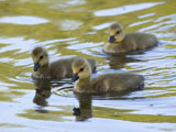 Canada Goslings