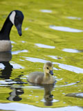 Canada Geese