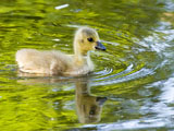 Canada Gosling