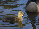 Canada Geese