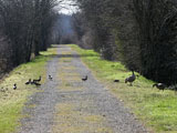 Canada Geese With Ducks