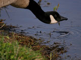 Canada Goose