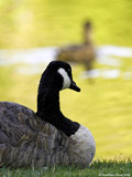 Canada Goose