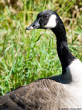 Canada Goose