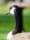 Canada Goose