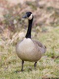 Canada Goose