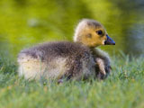 Canada Gosling