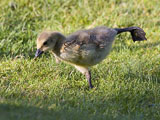 Canada Gosling