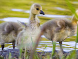 Canada Gosling