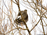 Juvenile Cooper's Hawk