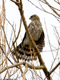 Juvenile Cooper's Hawk