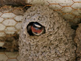 Cliff Swallow Nest
