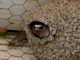 Cliff Swallow Nest