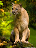 Cougar