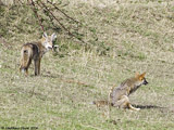 Coyotes