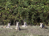 Coyotes