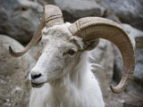 Dall Sheep